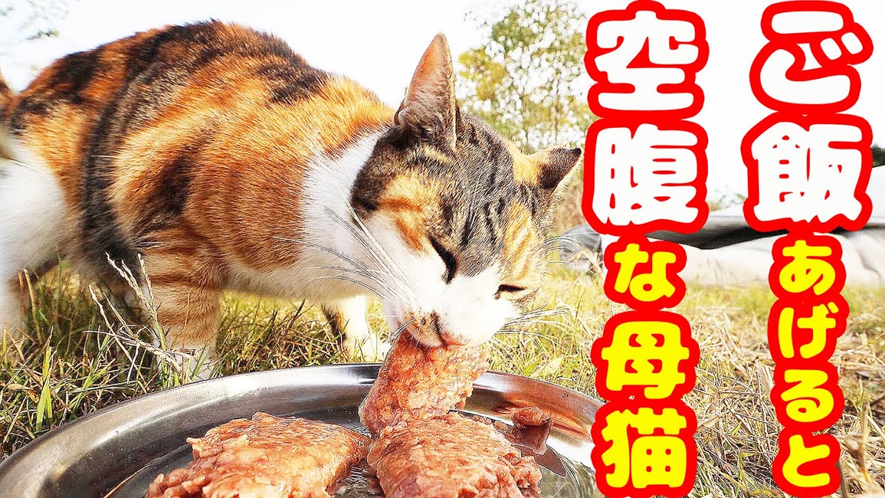 子猫行方不明 空腹な母猫にご飯あげたら・・・ さくらねこへの給餌 癒され野良猫動画 感動猫動画