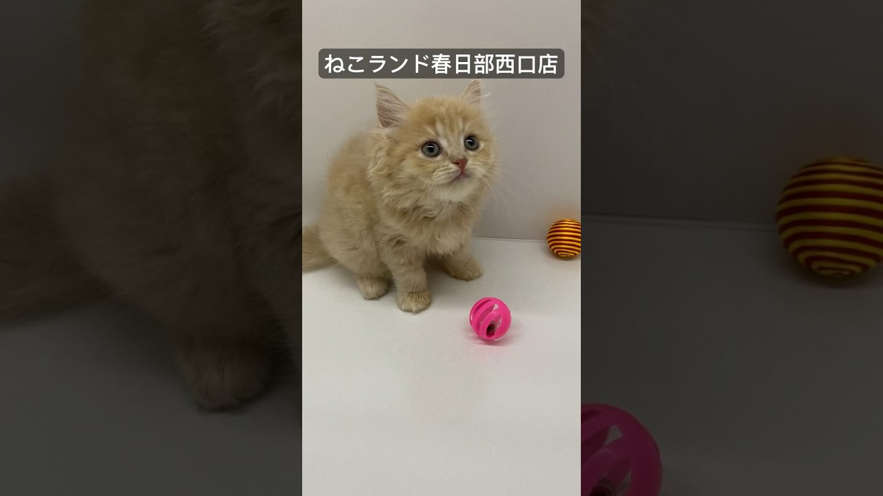 【子猫紹介】 #ラガマフィン #癒し  #ねこランド #shorts