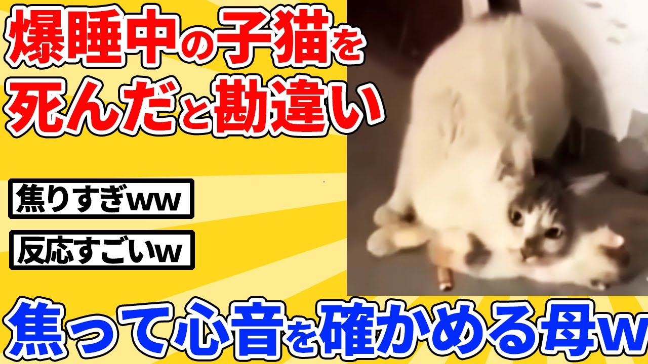 【2ch動物スレ】爆睡中の子猫を死んだと勘違いして必死に心音を確認する母猫ｗｗｗｗｗ