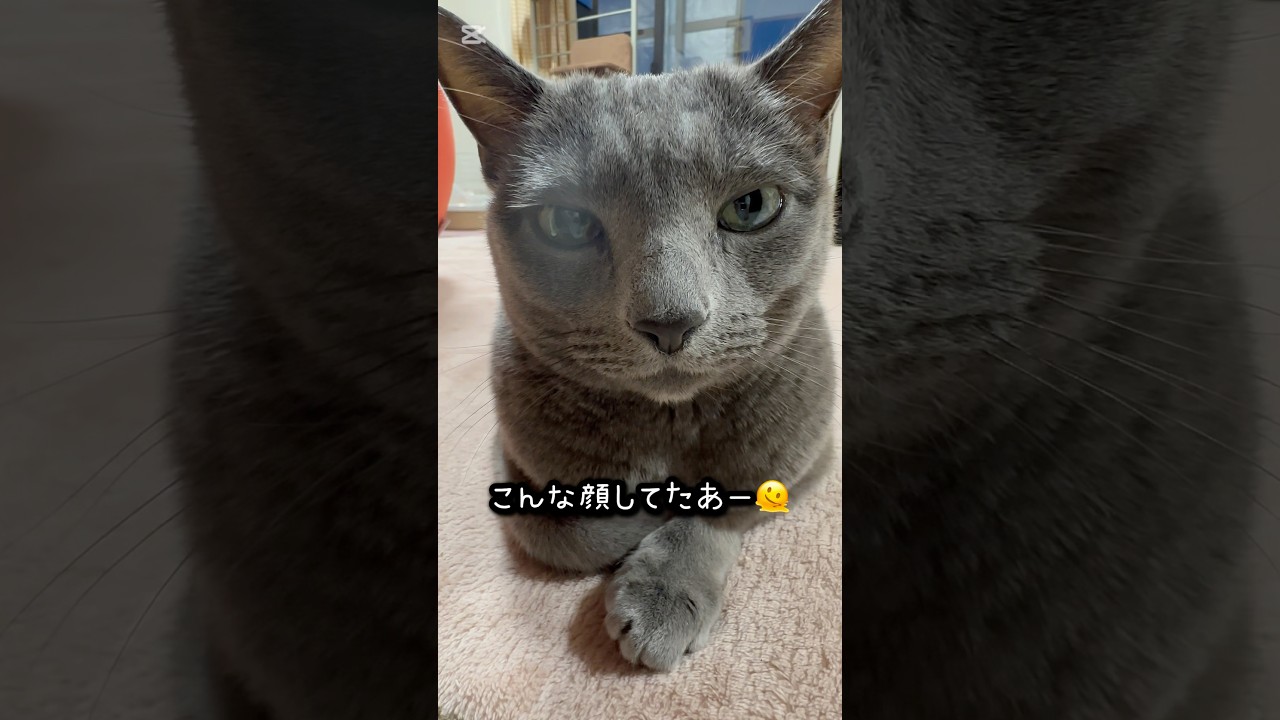【ロシアンブルー】めろん〜今日もながーーーーーい🤭【猫】#shorts