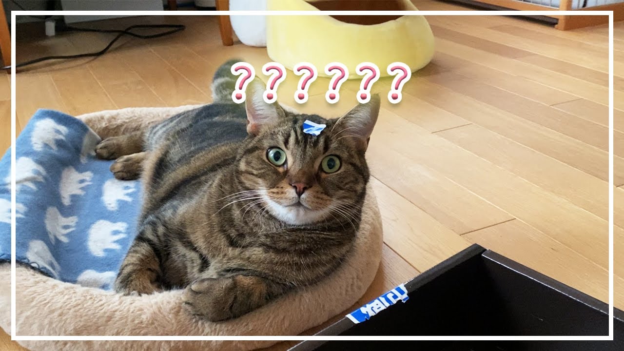 【ほっけ】朝から癒されるネコとの暮らし。【アメショ】#猫