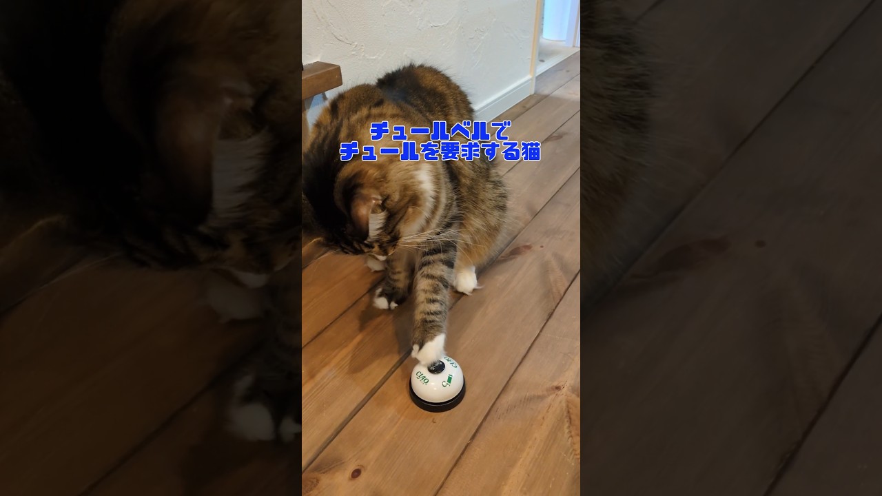 オーダー！チュール #猫のいる暮らし #メインクーン