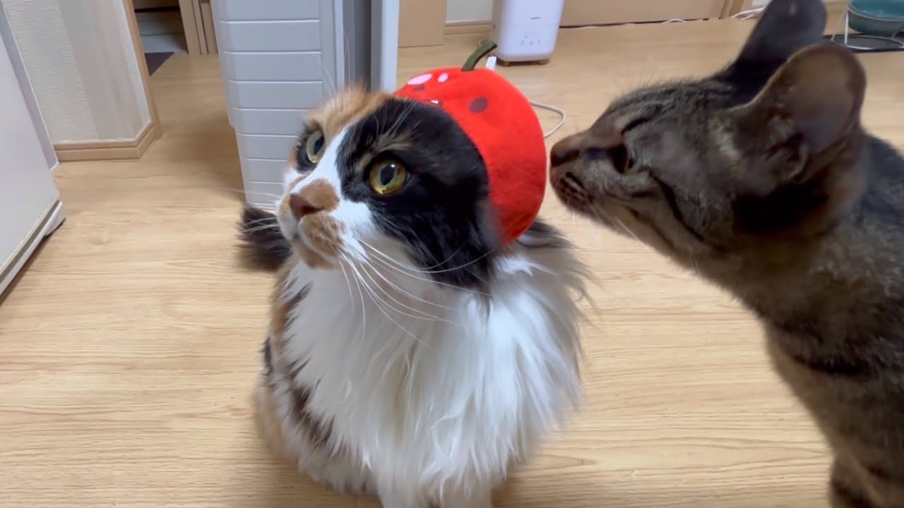 可愛いりんご帽子のパンクとうまこ🍎