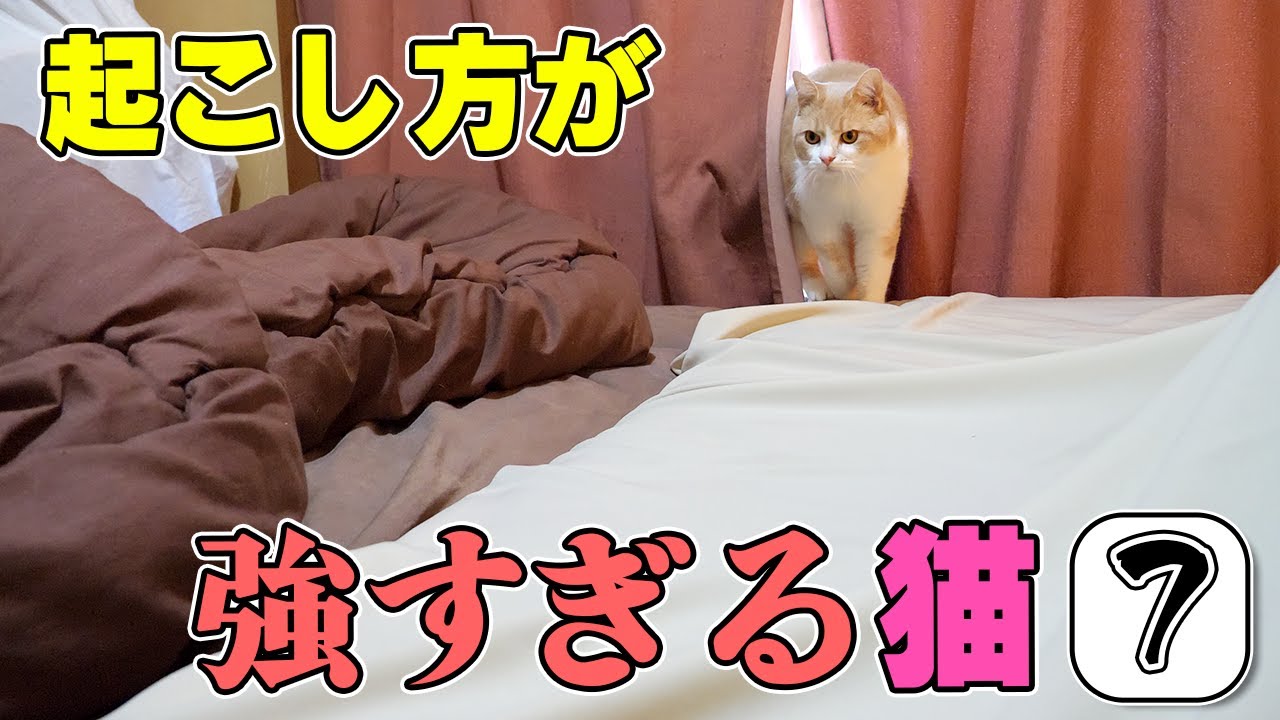 起こし方が強すぎる猫７