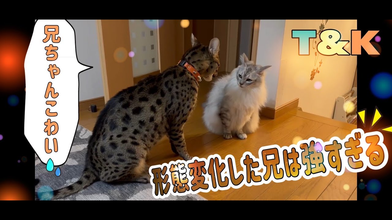 サバンナキャットなのに気が弱い鞍馬　形態変化した兄は強すぎる