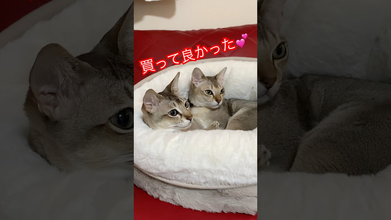 この円座、神！　#シンガプーラ #猫のいるくらし