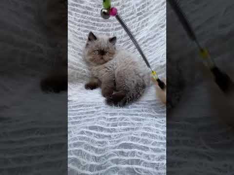 ヒマラヤン セール　シールポイント