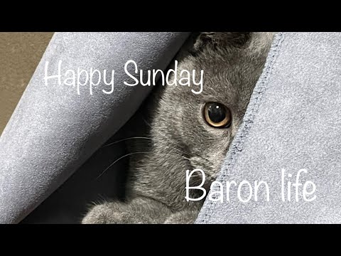 日曜日の子猫【ブリティッシュショートヘア】猫のいる日常 British Shorthair