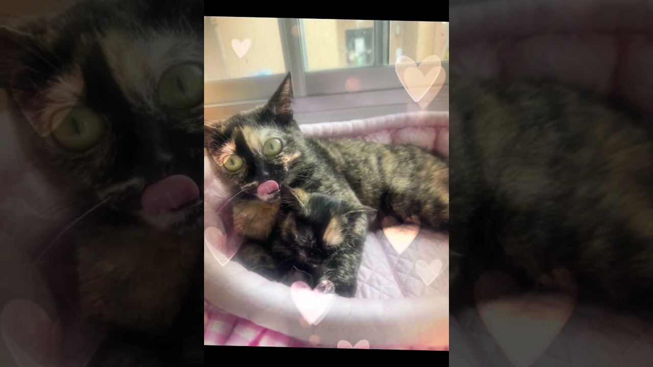 アンジェリカとフランチェスカ❤️🐈‍⬛❤️お母さんそっくり #cat #かわいい子猫を毎日紹介しています #トイボブ #cuteanimal #cute #かわいい子猫 @kichifrost