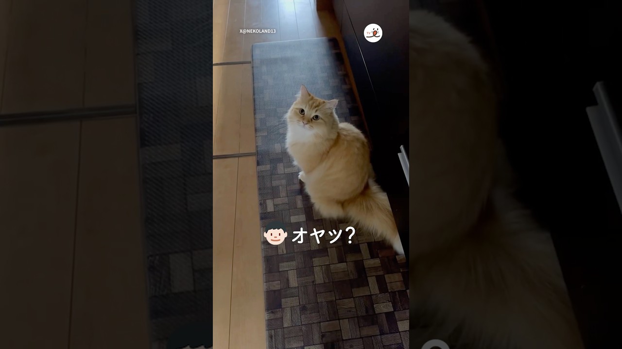 「あげた」と言われて明らかにしょんぼりする猫様｜PECO #ラガマフィン #猫 #愛猫家 #猫のいる暮らし  #ragamuffin #cat #catlover #catlife