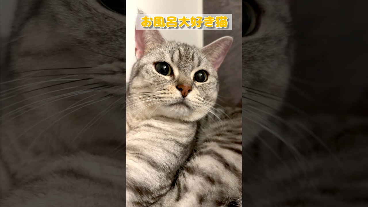 【猫動画】パパのお風呂についてくる猫たちが可愛い #shorts #猫 #cat