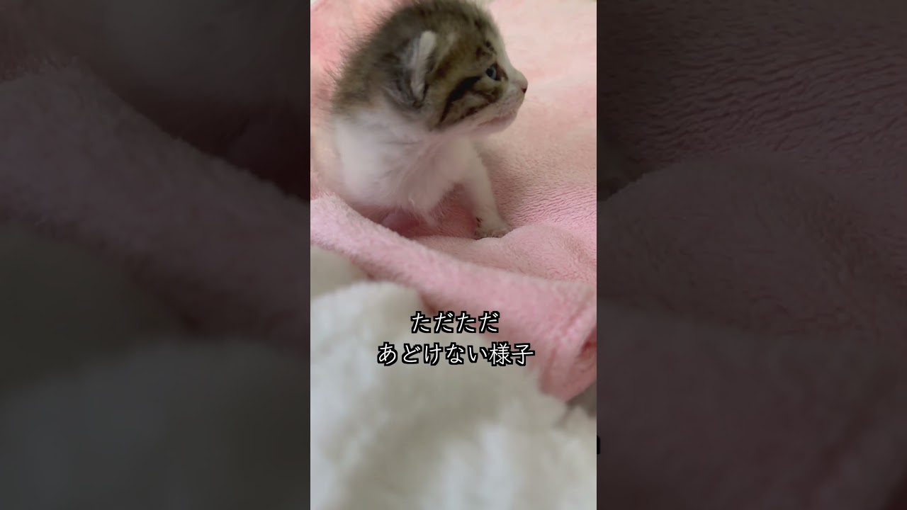 手のひらサイズの保護子猫が鳴きながら倒れてしまう #shorts #子猫保護 #子猫動画