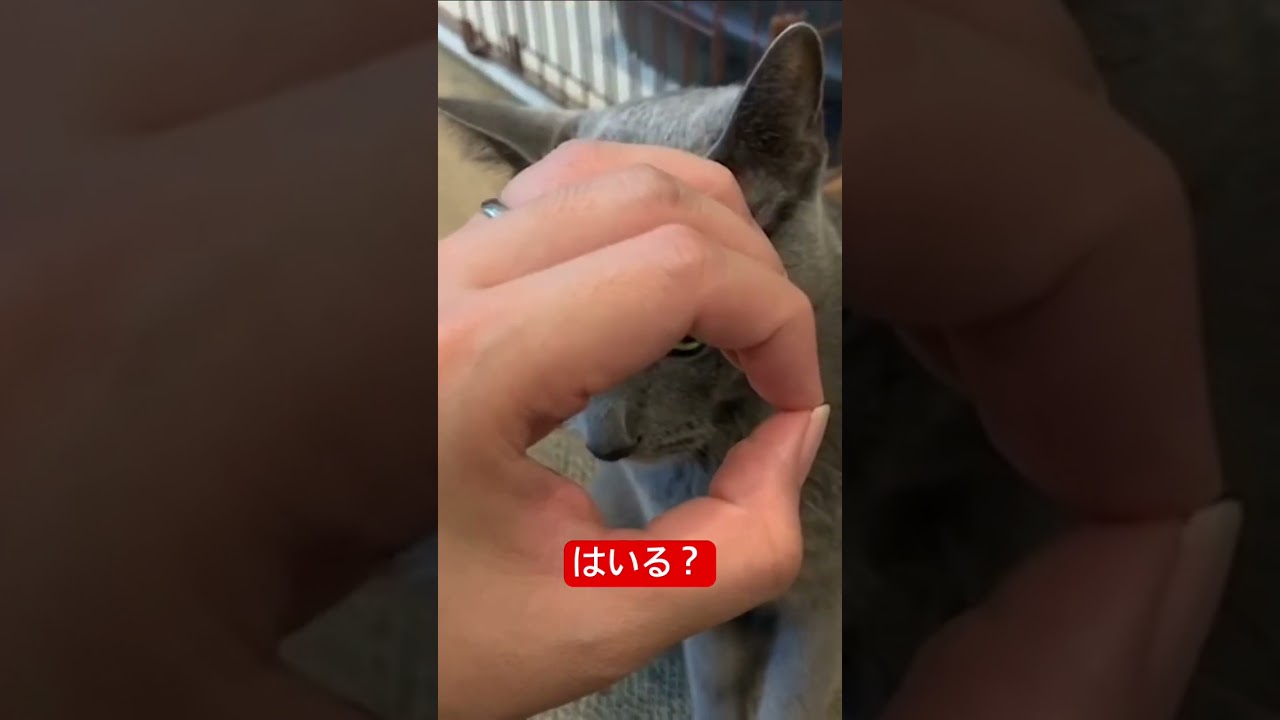 間抜けな飼い主に制裁を猫#ロシアンブルー #猫