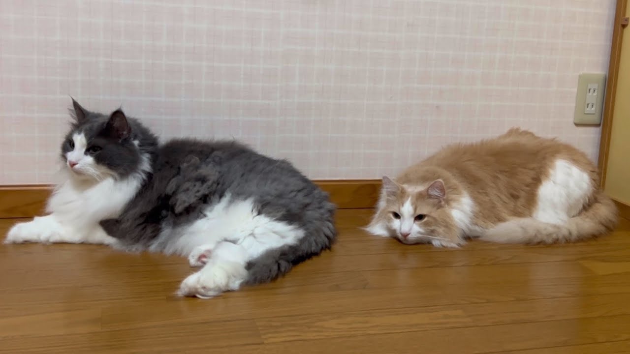 【不仲説⁉︎】あんまり仲良くないのに近くにいる、ノルウェージャンフォレストキャットのお兄ちゃんたちwww