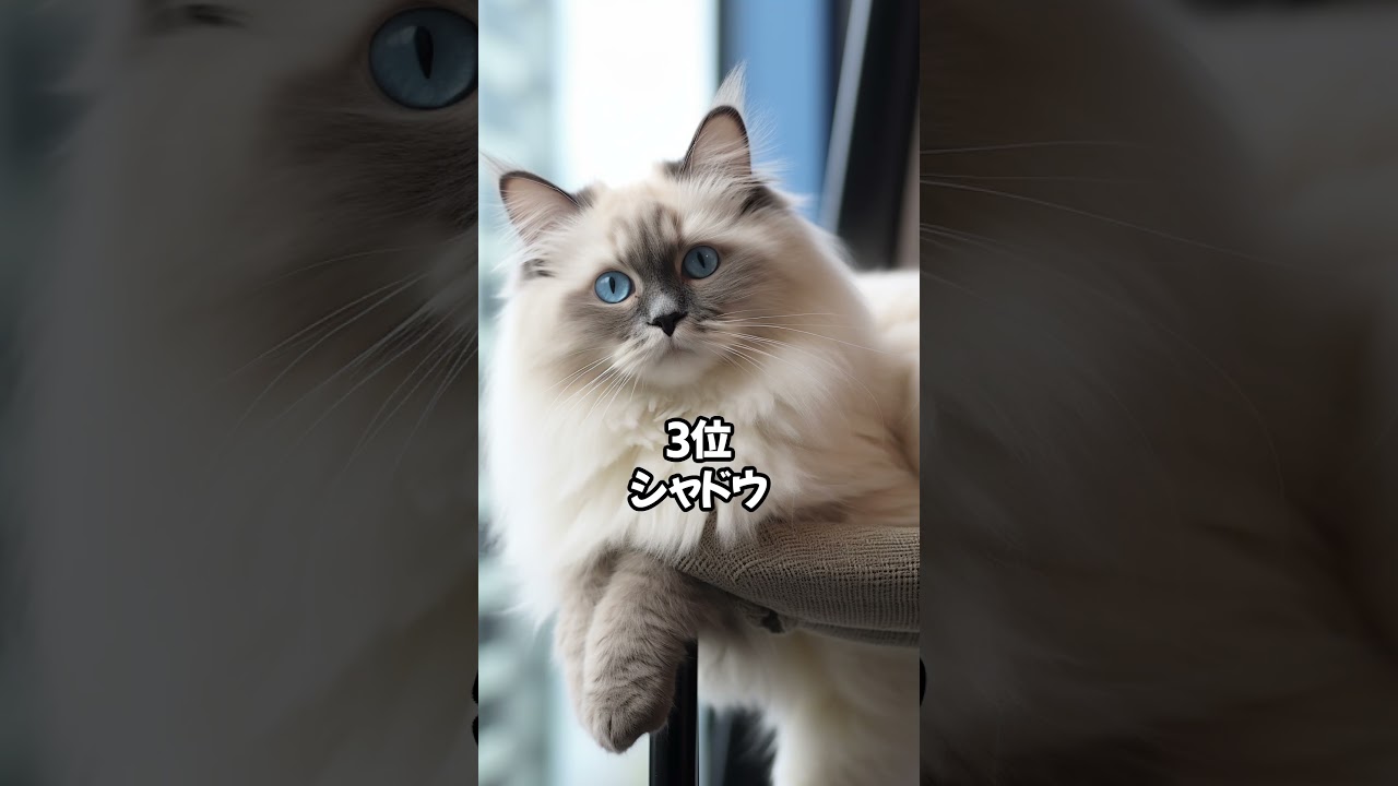 【人気の猫】ラグドールに多い名前ベスト10 #shorts