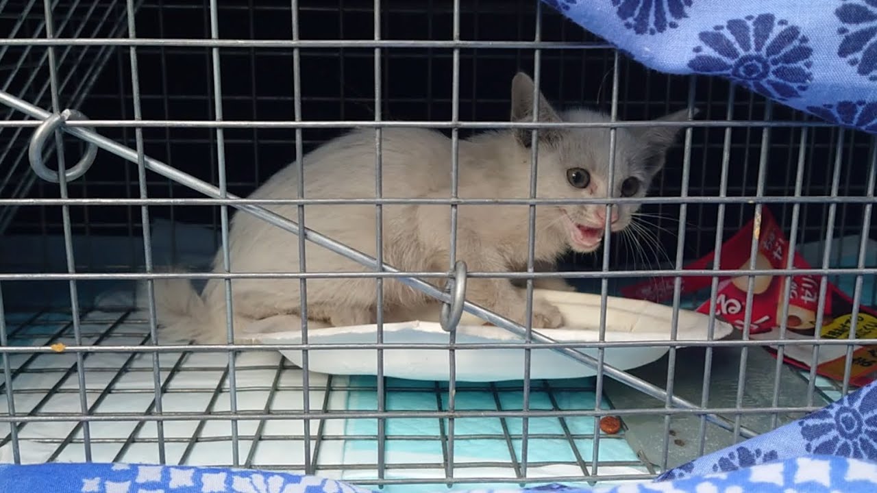 子猫を保護しました