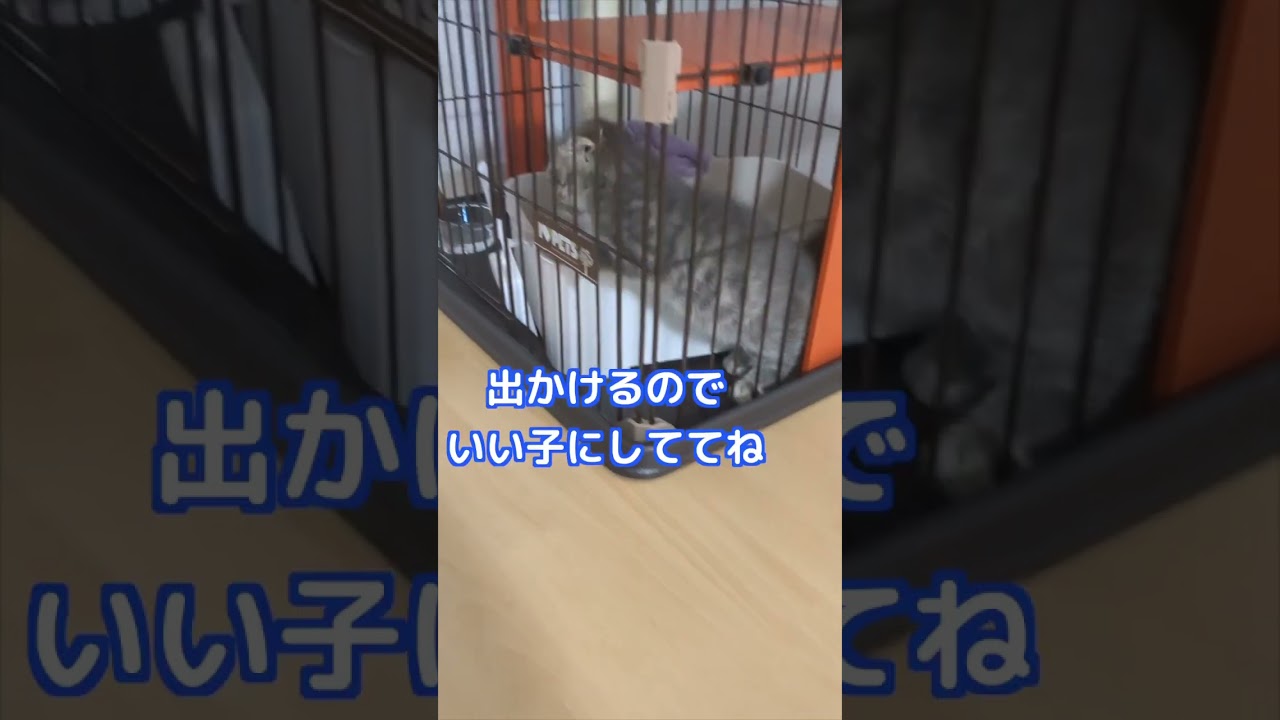 挟まった猫　#マンチカン　　#shorts