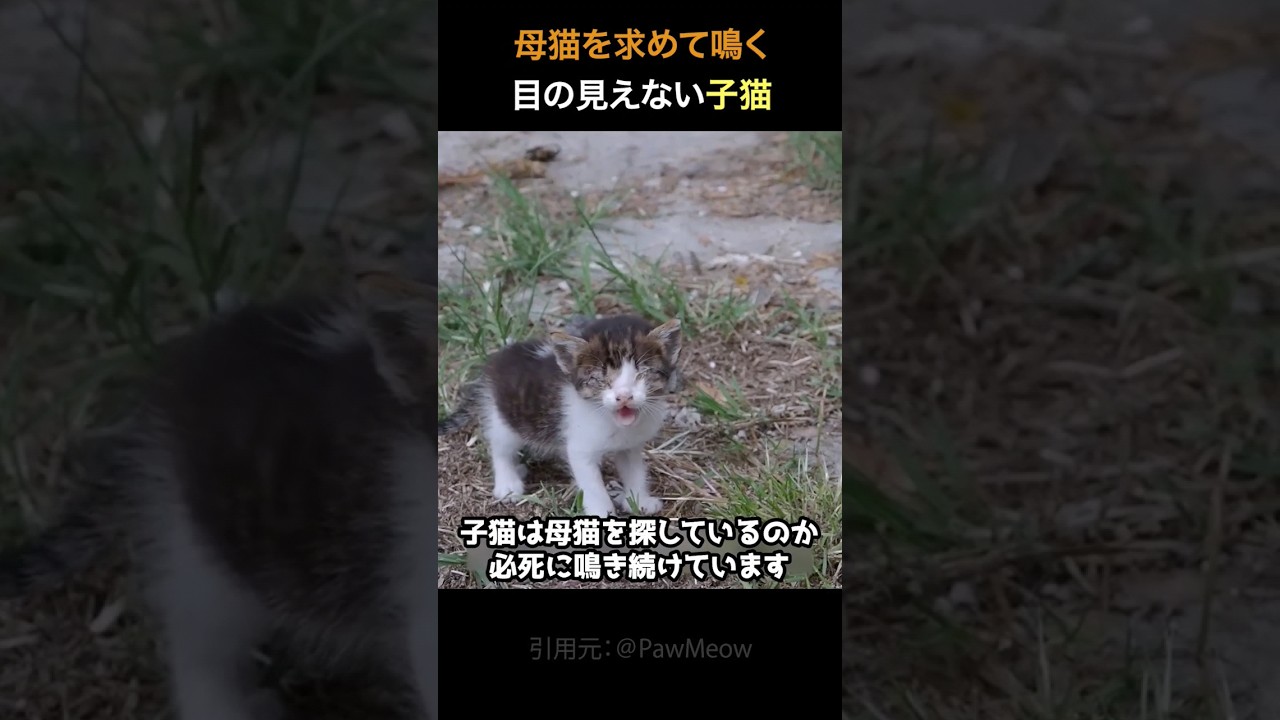 母猫を探して鳴く目の見えない子猫