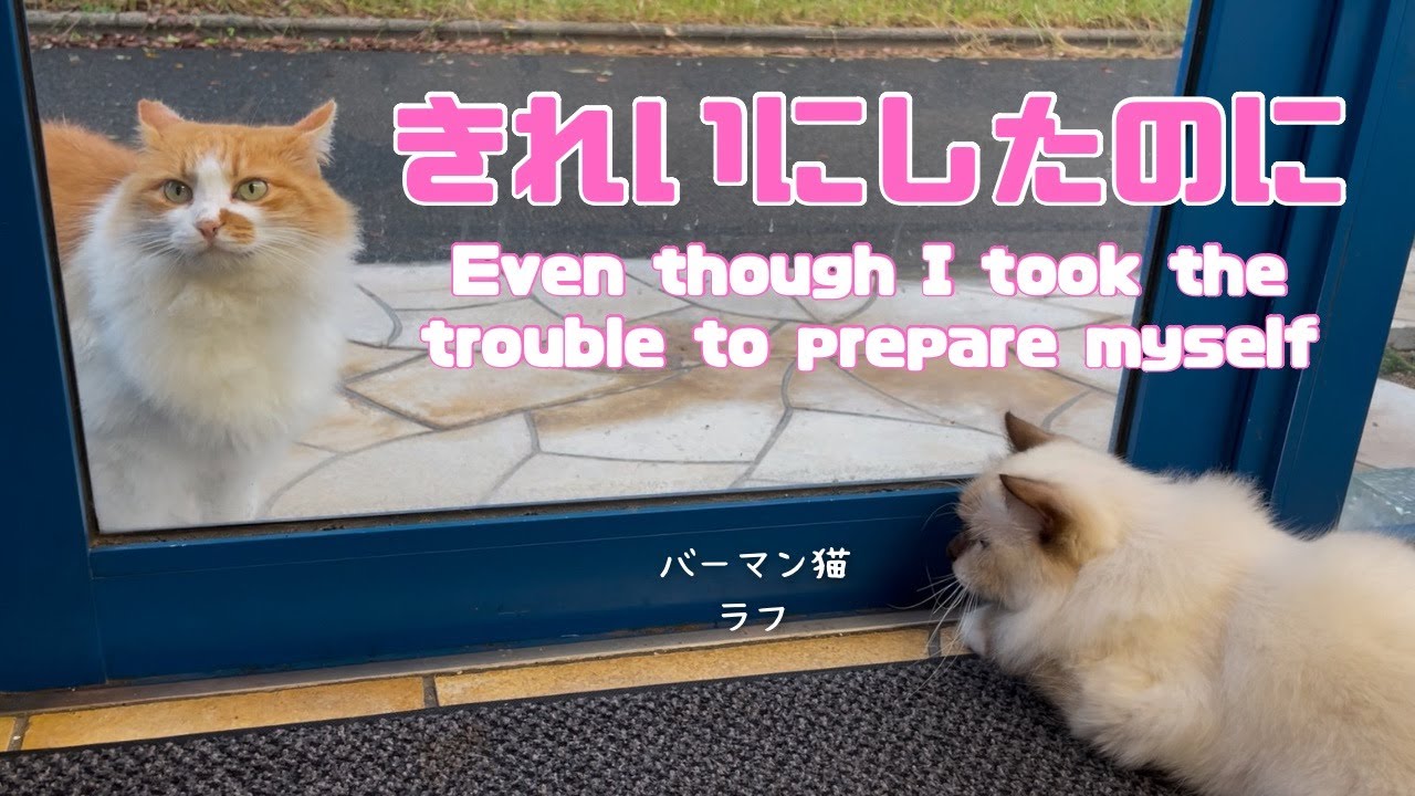 バーマン猫ラフ【きれいにしたのに】Even though I took the trouble to prepare myself（バーマン猫）Birman/Cat