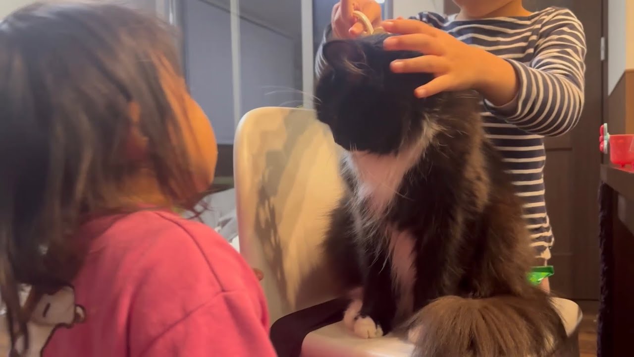 お客さん役をする猫　ラガマフィンA cat playing the role of a customer. Ragamuffin