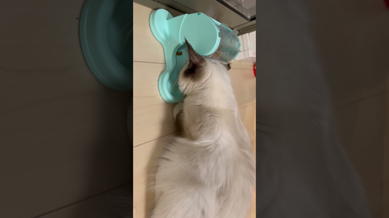 餌の出し方の癖が強いAzul #cat #ラグドール #子猫#ねこのいる生活