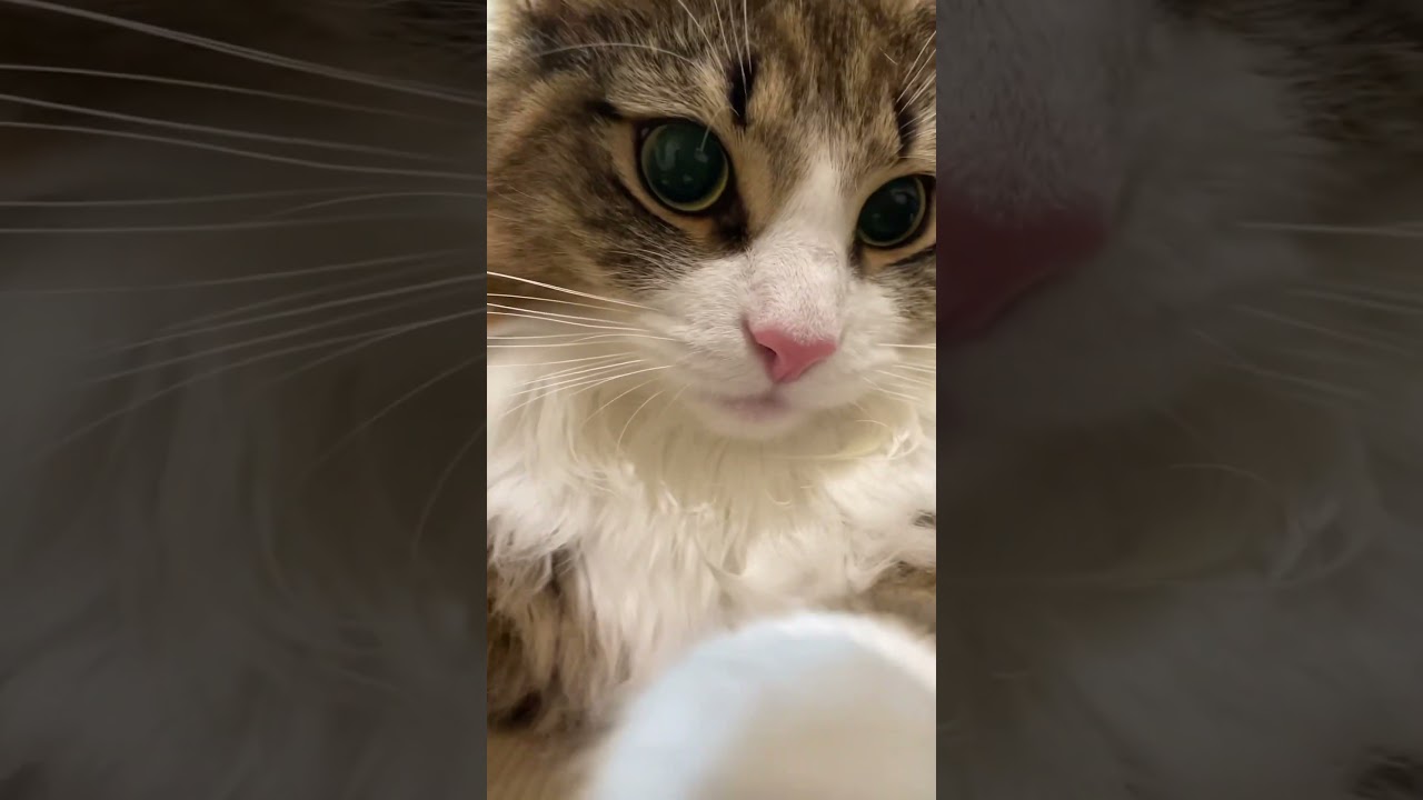 最後のチューが可愛すぎる #cat #ノルウェージャンフォレストキャット  #猫 #北欧猫