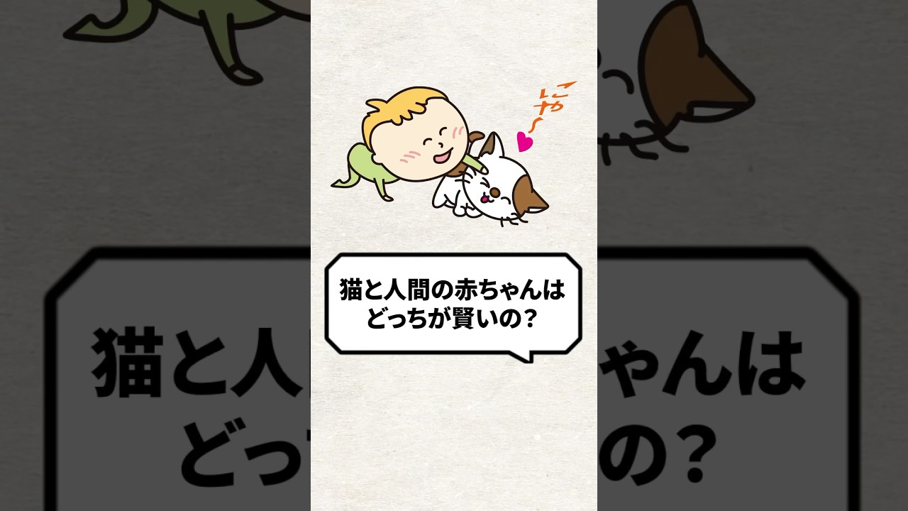 Q：猫と人間の赤ちゃんはどっちが賢いの？ #猫 #猫のいる暮らし #ねこ