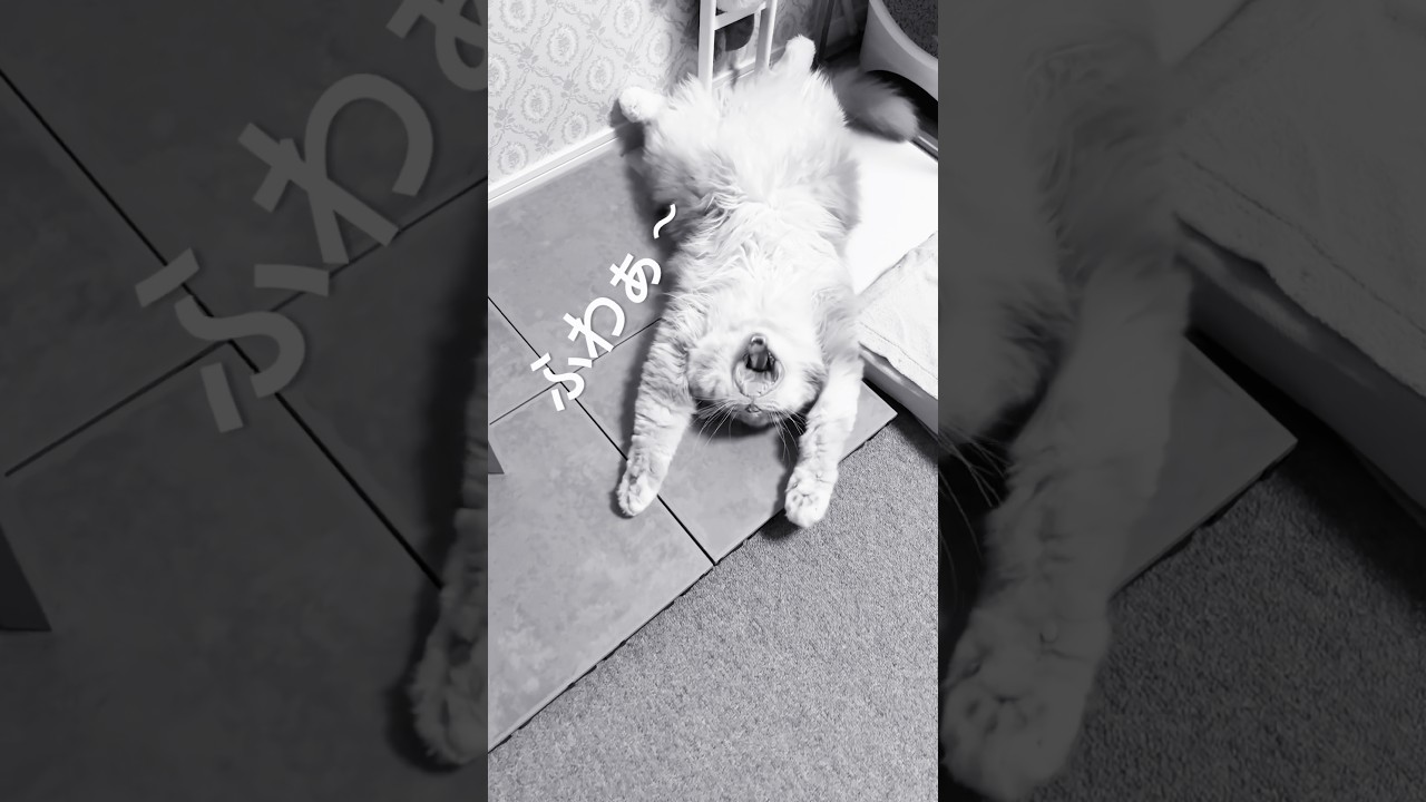 バンザイ大あくびする猫🐈　#cat #サイベリアン #サイベリアン大好き #猫のいる暮らし #猫のいる生活 #かわいい #猫好きさんと繋がりたい #あくび猫 #猫のもうふ #おはよ #おはにゃー