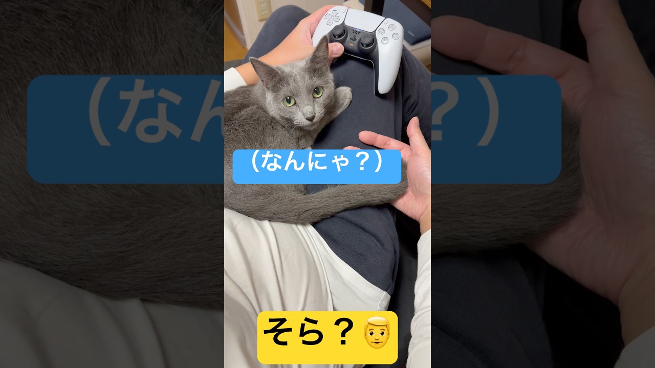 【猫ロシアンブルー】そらちゃん＆パパの秘密の お遊び❤️#shorts