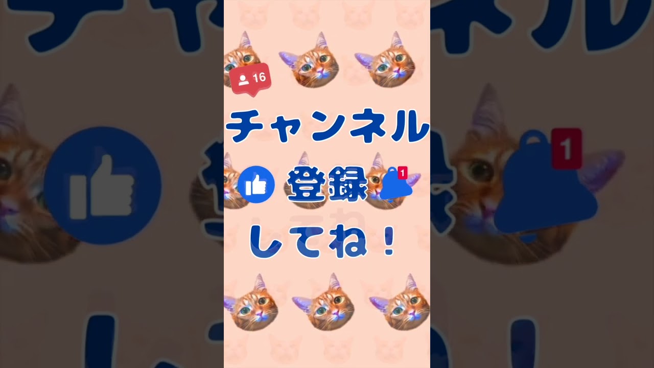 【成長とは】#むぎほ #ひーくん #子猫 #保護猫