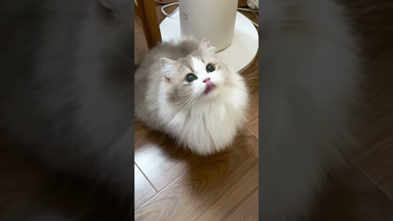 Cuteness Overload: Kitty Adventures#cat #animals #cute #funny #love #vlog #new #instagood #shorts