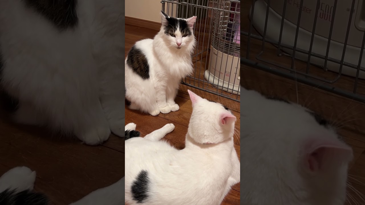 生まれて初めて一緒にストーブで暖まる野良猫の葵ちゃんと家猫サクラ🐱🔥