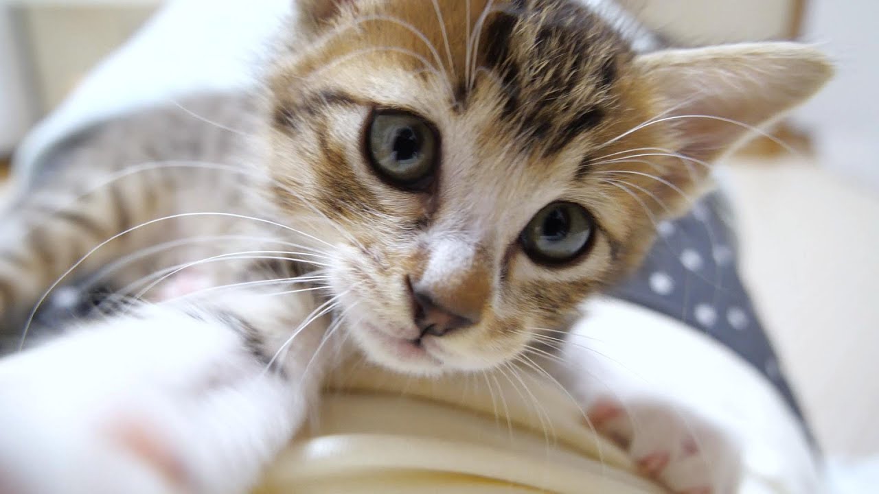 子猫がはしゃぎすぎて時々膝からつるっと滑り落ちてしまいます【赤ちゃん猫　保護猫】