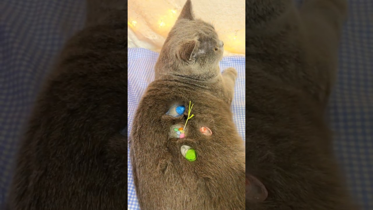 Puddle Playground: Creating Chaos on Cat Fur 💦🐱