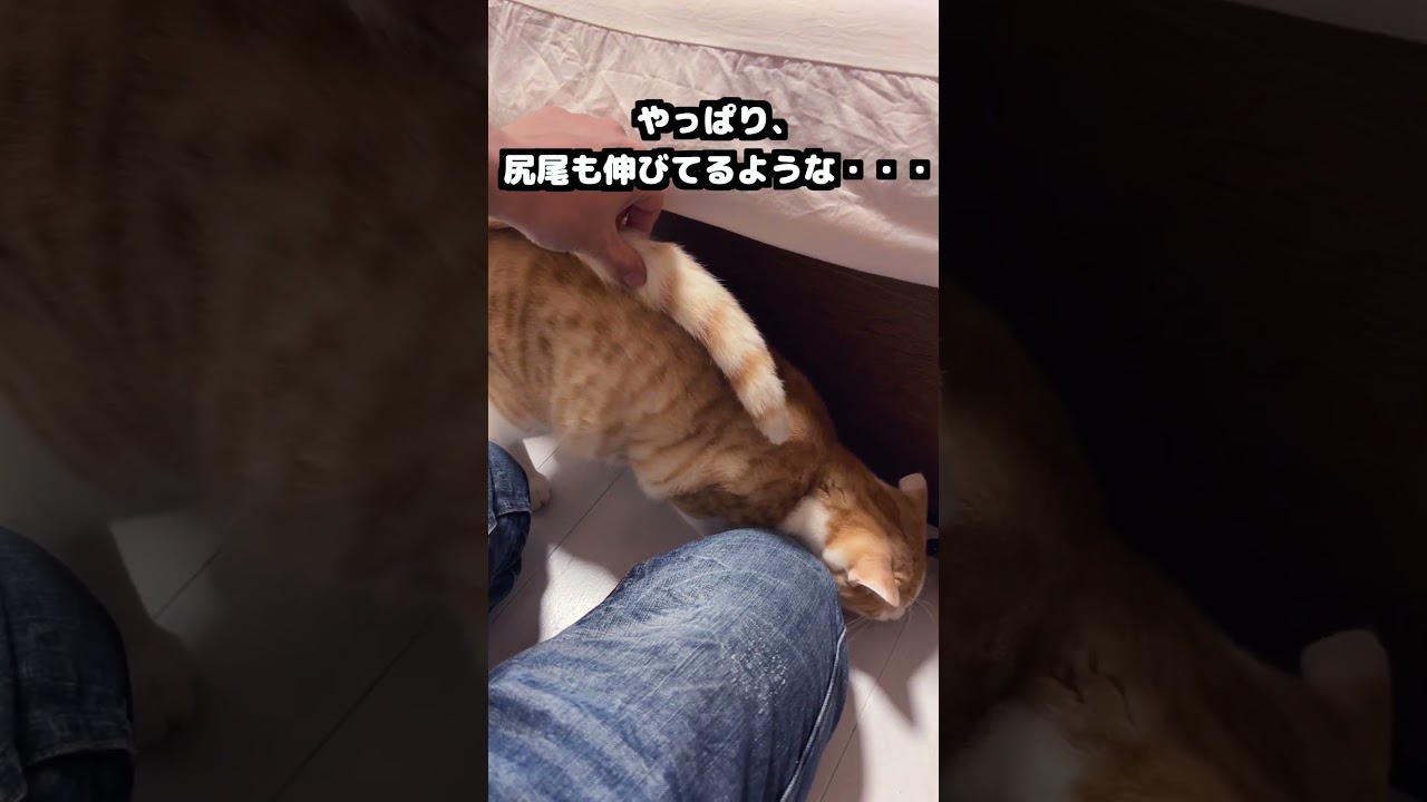 どう思いますか？ #ネコ　 #保護しました　#子猫