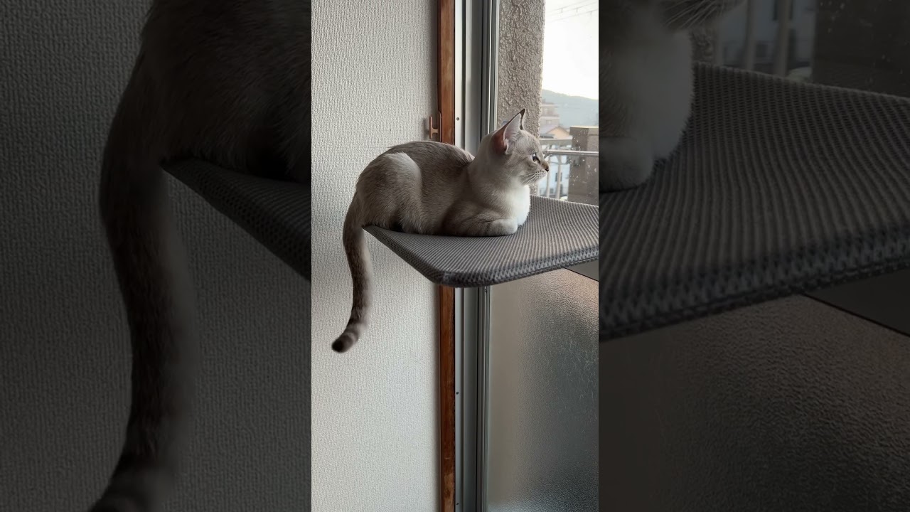 お外気になるね！　#元保護猫　#シャムトラ　#シャムミックス　#cat #猫耳 #kitten #シャムmix  #子猫 #猫耳
