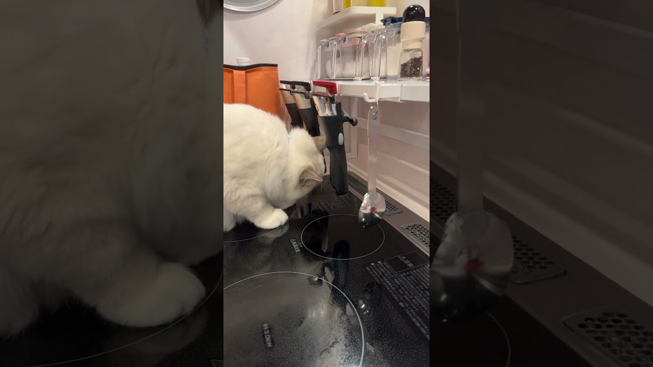 台所に現れた猫🐈 #猫のいる暮らし #ラグドール #いっぺいdialy #cat #いっぺいいっぺい #猫動画 #ねこ #猫好きさんと繋がりたい #はぴねこ