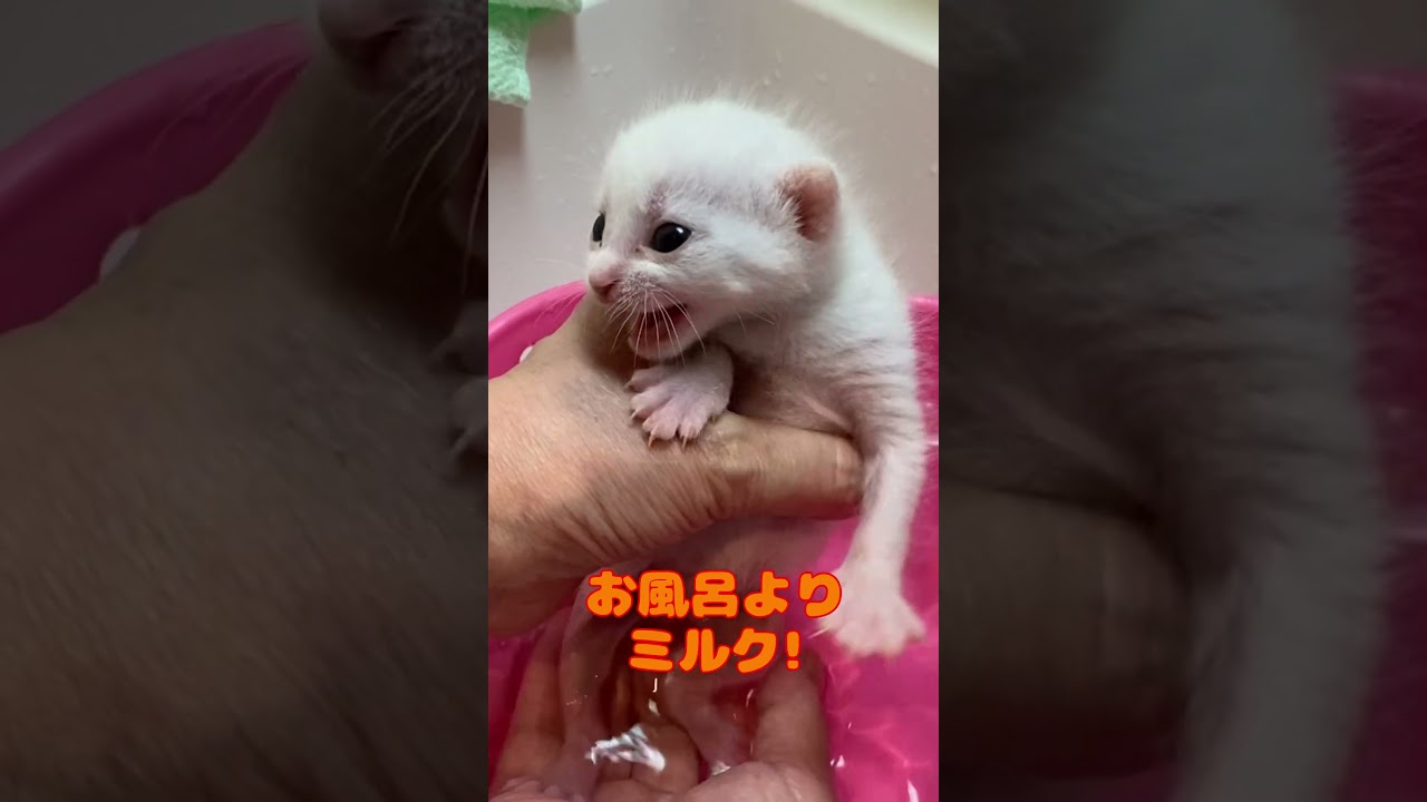 保護されて初めて体を洗う赤ちゃん猫まとめ