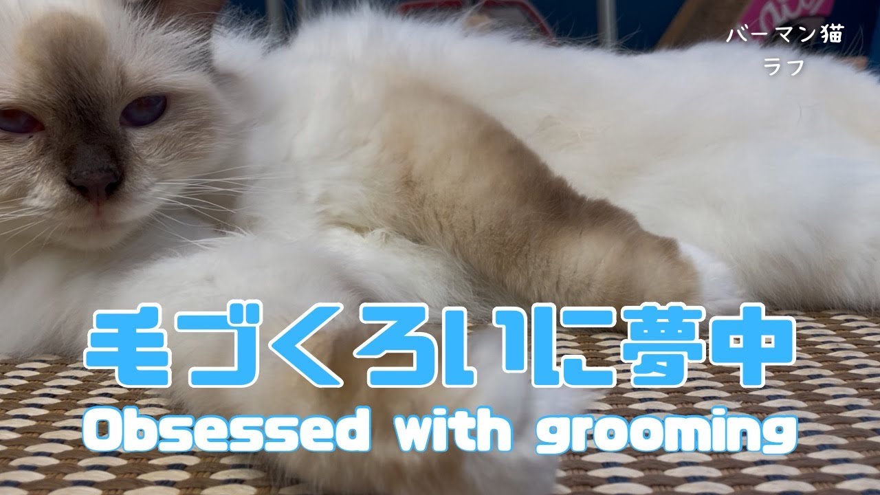 バーマン猫ラフ【毛づくろいに夢中】Obsessed with grooming（バーマン猫）Birman/Cat