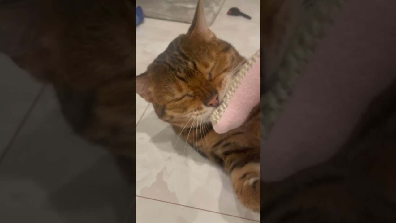 夢中すぎて　#ベンガル #cat #猫のいる暮らし #おもちゃ