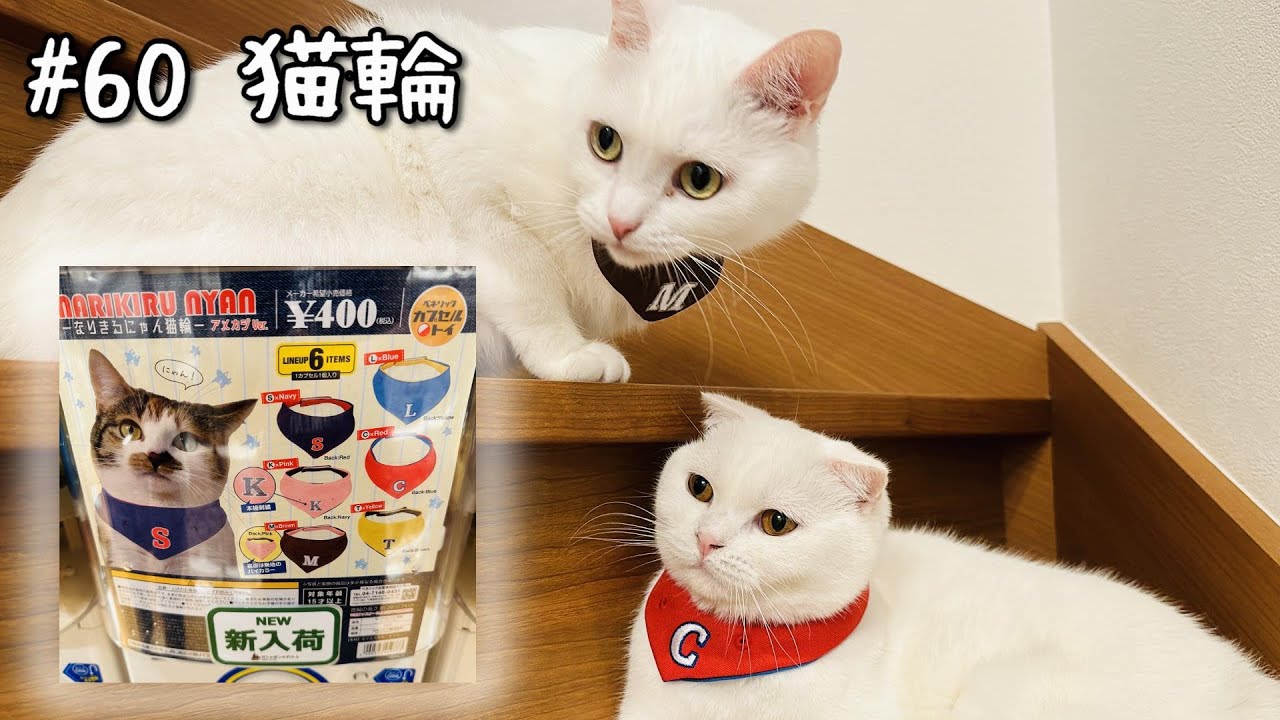 「猫になりきるにゃん猫輪」を装着だ！（スコティッシュフォールド）