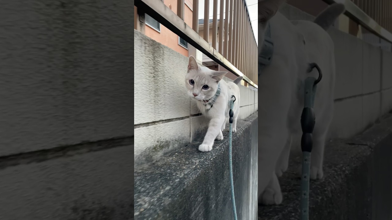 シャムミックス猫の散歩　#猫  #ジャムミックス　#シャムトラ  #雑種猫