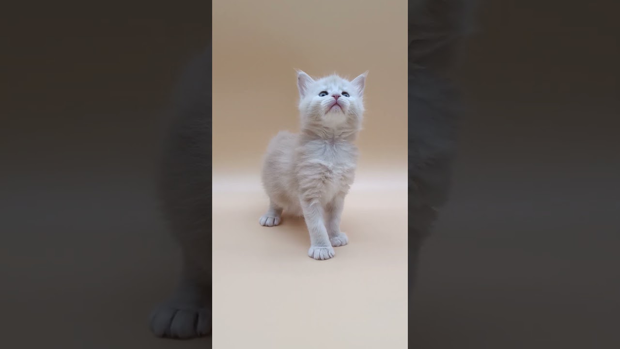 Nasey Cream Smoke Maine Coon Male Kitten Available Now | Purebred Kitties