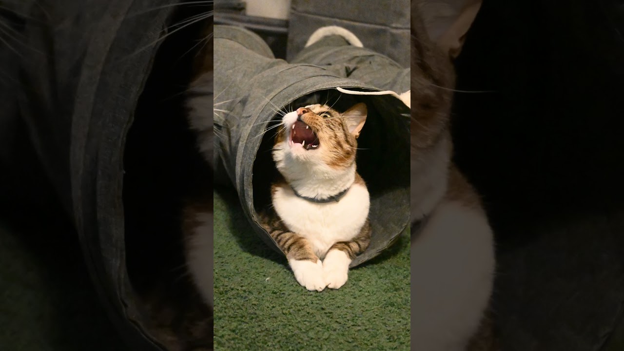 #cats #cat #catsofinstagram #pet #petsofinstagram #manx #catphotography