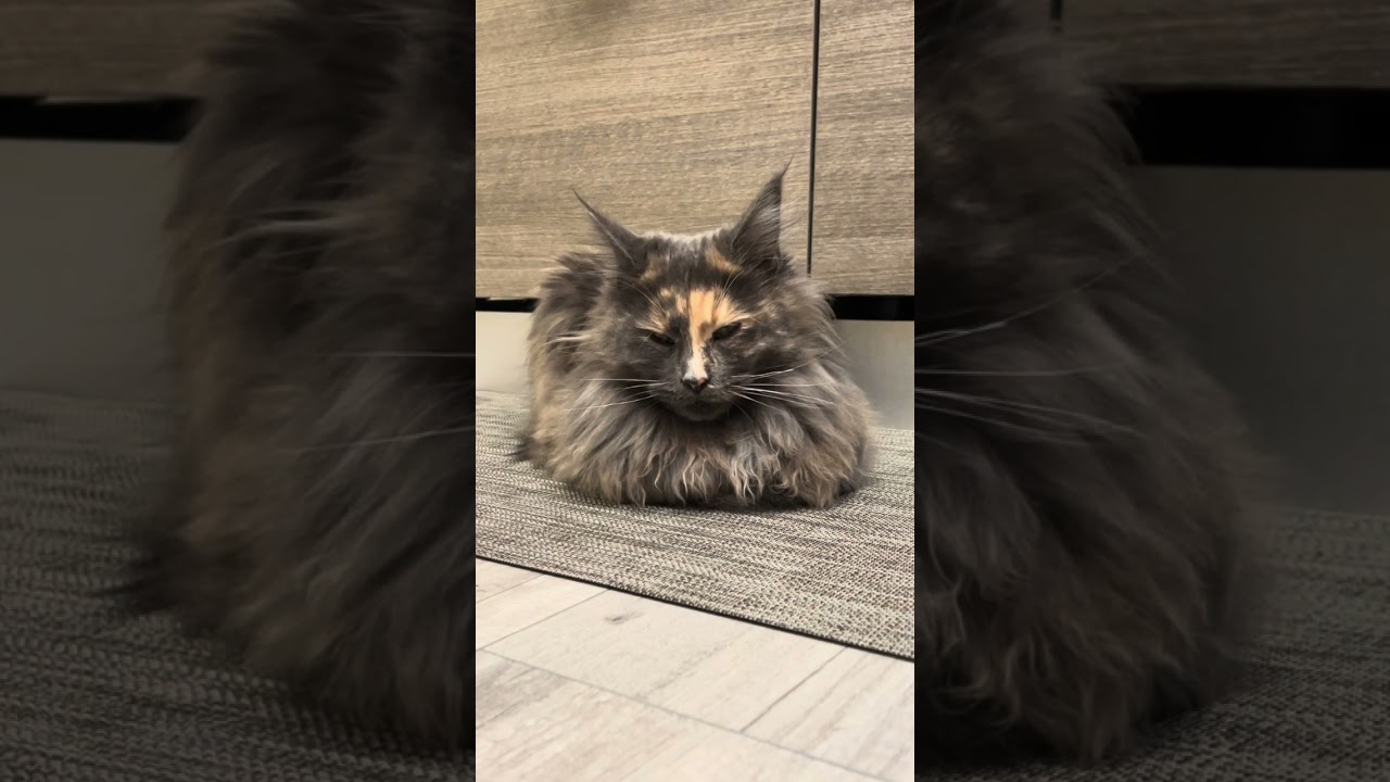Maine Coon | Meditation mode 🧘😽🐈‍⬛