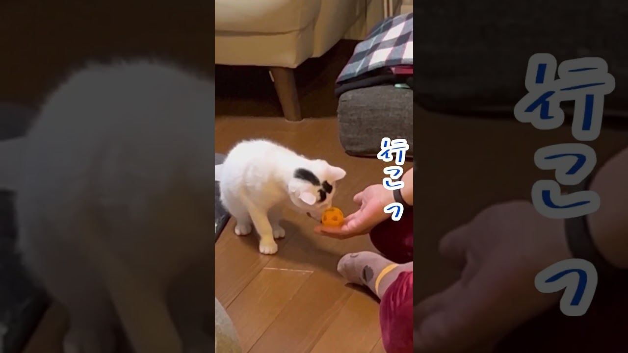 「パパ...ママに怒られた...怖かったら風ミルねーさん＃ネコ ＃ #家族