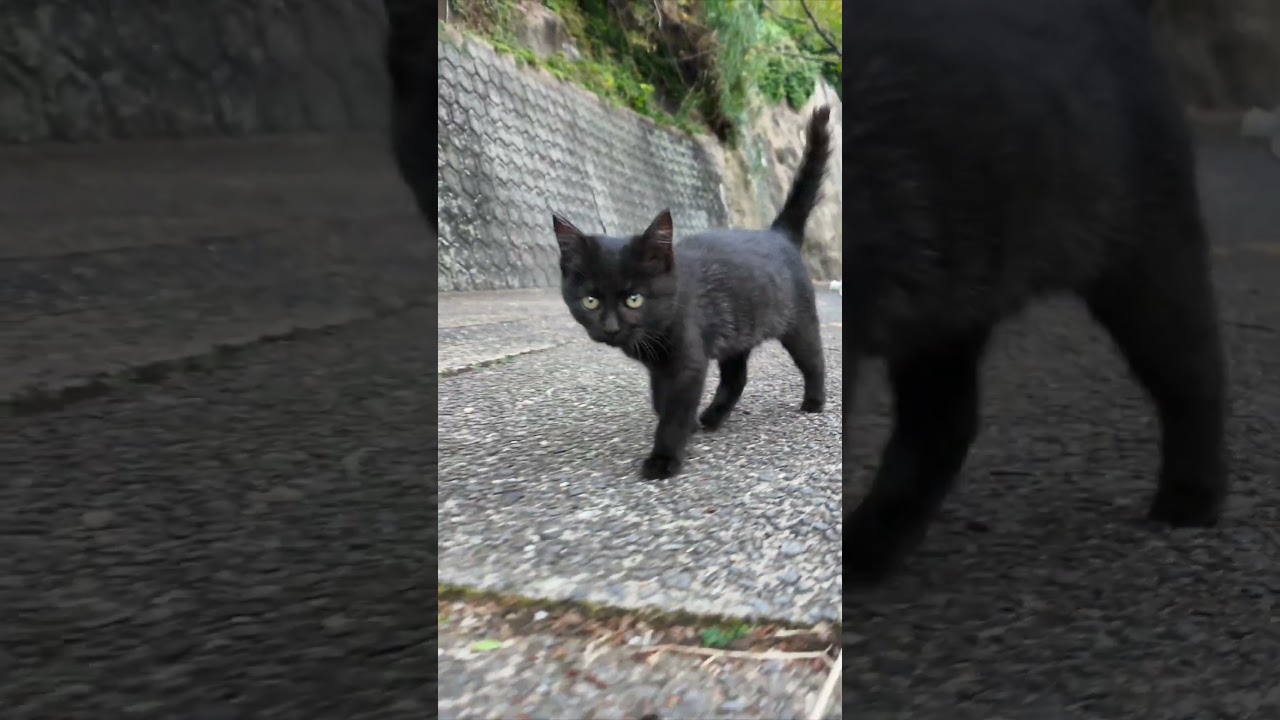 子猫のクロネコちゃん「待て〜!」#猫 #猫島 #shorts
