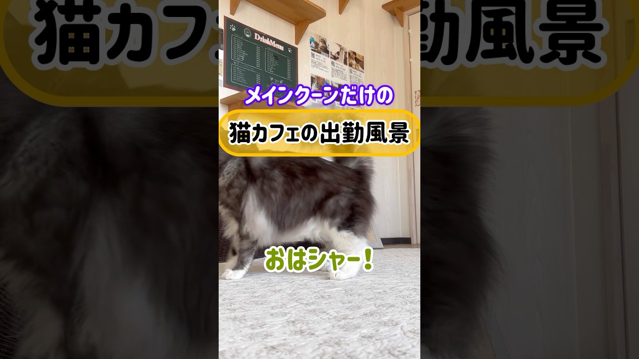 メインクーンだけの【猫カフェの出勤風景】#cat #cooncat #mainecat