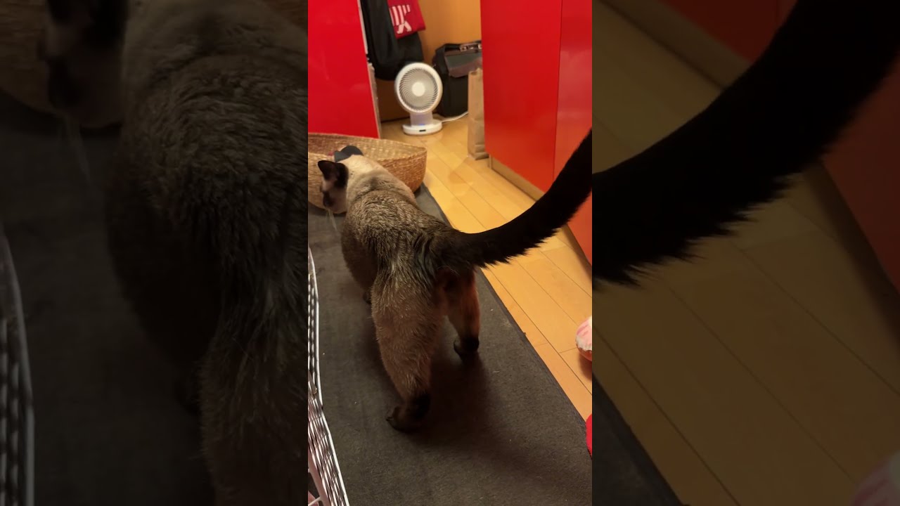 洋服ダンスの中で寝ていたたぬき猫がにょろ～んと出てきたのにゃ♪#cat #トンキニーズ#たぬき猫#tonkinese