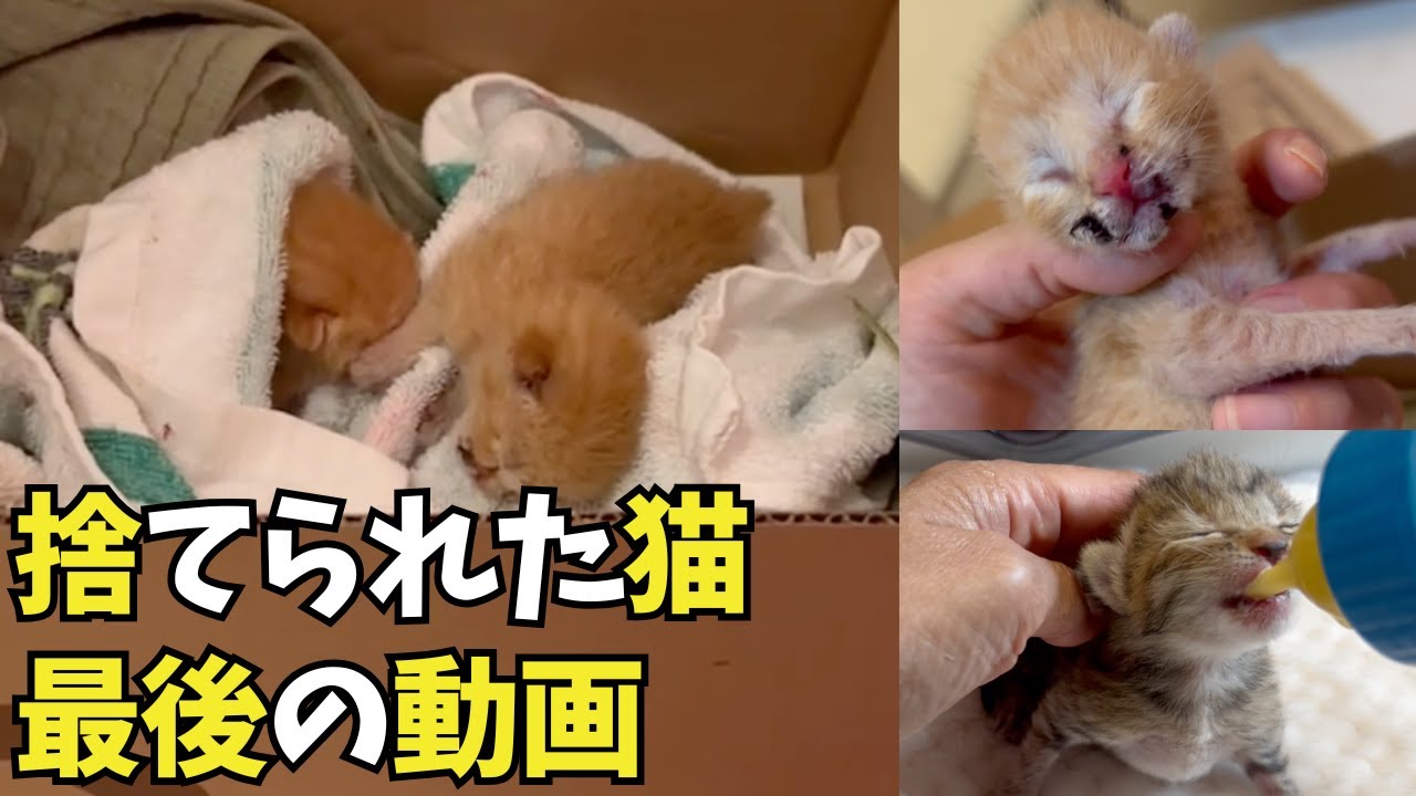 ⑩【ラスト】捨てられた子猫：保護からの成長過程に涙がとまらない